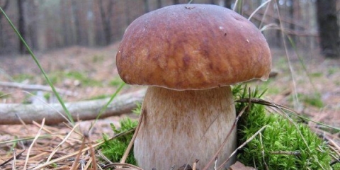 Lažne bijele gljive: fotografija i opis, sorte