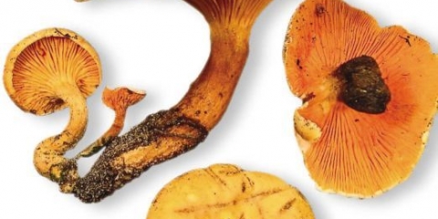 Lažne lisičarke: fotografija i opis, kako se razlikuju, da li je moguće jesti