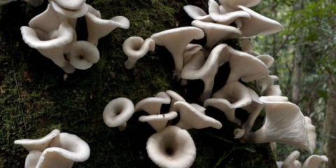 Lažne bukovače: fotografija i opis, razlike