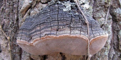 Lažna (hrastova) gljiva: fotografija i opis, razlika od sadašnjeg, učinak na drvo