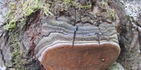 Lažna jasikova gljiva: opis, upotreba u tradicionalnoj medicini, fotografija