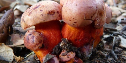 Lažna satanska gljiva: fotografija i opis