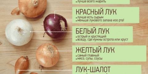 Najboljih 9 sorti luka, za srednju traku - datumi zrenja