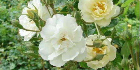 Najbolje bijele ruže penjačice: sorte + fotografije