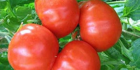 Najbolje determinantne sorte paradajza za plastenike