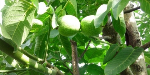 Najbolje sorte oraha otporne na mraz