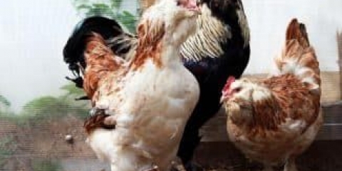Najbolji kokoši mesne rase za kućni uzgoj