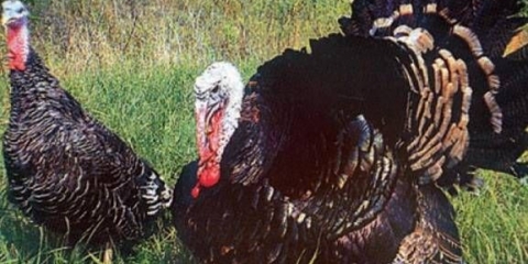 Najbolje rase ćurki