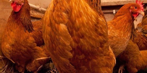 Najbolje rase kokošaka nosilja za dom