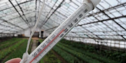 Najbolji prethodnici za luk prilikom sadnje