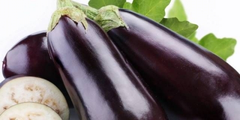 Najbolje rane sorte patlidžana