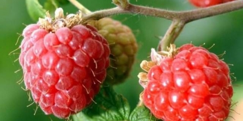 Najbolje slatke sorte maline za sibir