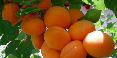 Najbolje sorte kajsija