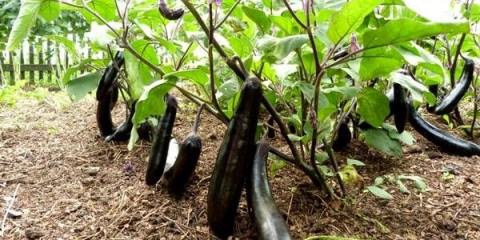 Najbolje sorte patlidžana za sibir