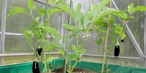 Najbolje sorte patlidžana za centralnu rusiju