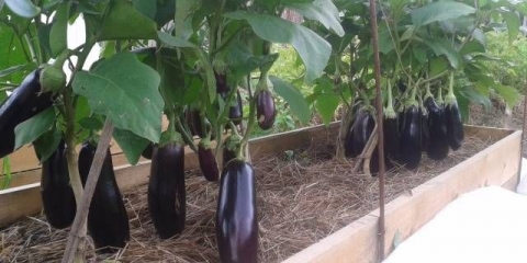 Najbolje sorte patlidžana za plastenike