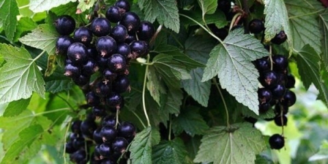 Najbolje sorte crne ribizle za različite regije