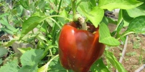 Najbolje sorte holandskog bibera