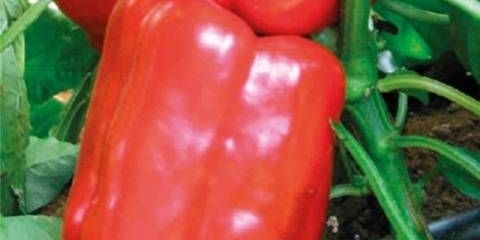 Najbolje sorte i hibridi paprike
