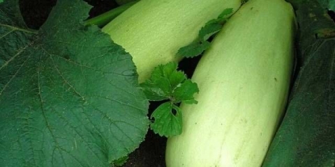 Najbolje sorte tikvica za otvoreno tlo