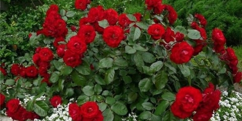 Najbolje sorte prskanih ruža