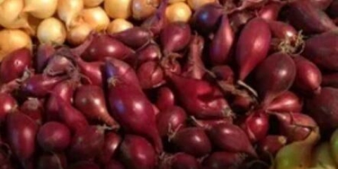 Najbolje sorte holandske selekcije luka