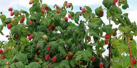 Najbolje sorte maline za centralnu rusiju
