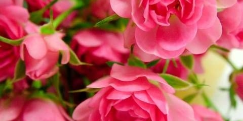 Najbolje sorte minijaturnih ruža