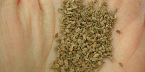 Najbolje sorte šargarepe za otvoreno tlo