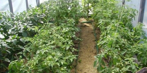 Najbolje sorte niskih paradajza za plastenike