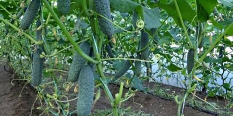 Najbolje sorte krastavaca za plastenike