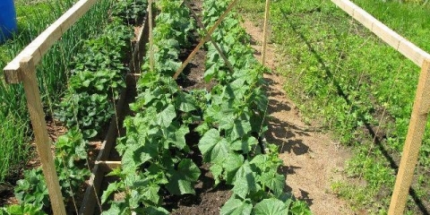 Najbolje sorte krastavaca za sibir za otvoreno tlo