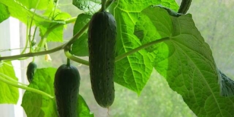 Najbolje sorte krastavaca za uzgoj na prozorskoj dasci