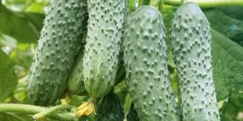 Najbolje sorte partenokarpnih krastavaca za staklenike