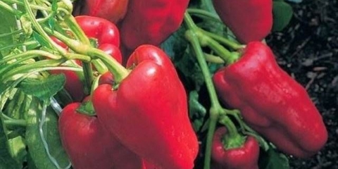 Najbolje sorte slatke paprike za ural