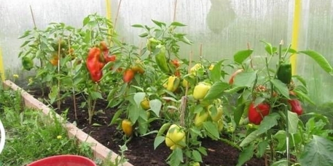 Najbolje sorte paprike za staklenik