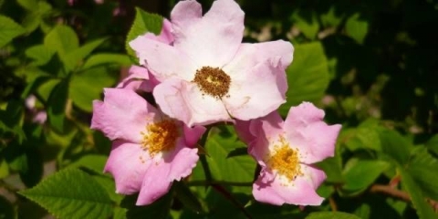 Najbolje sorte ruža penjačica: opis + fotografija