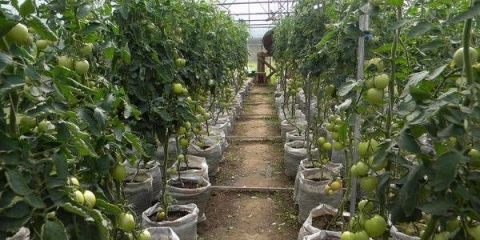 Najbolje sorte paradajza za plastenike od polikarbonata