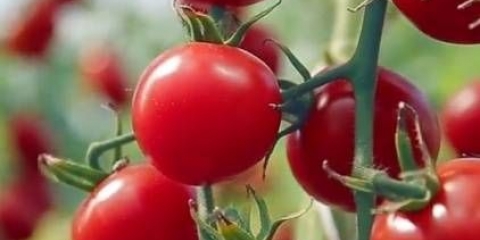 Najbolje sorte paradajza za regiju rostov