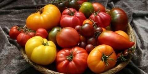 Najbolje sorte paradajza za 2021