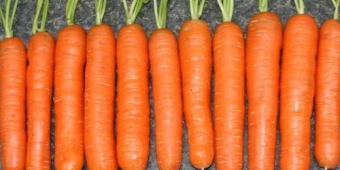 Najbolje sorte rane šargarepe