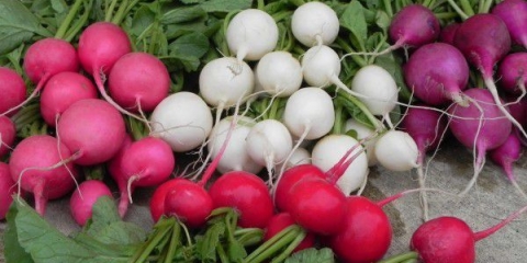 Najbolje sorte rotkvice za staklenik: recenzije, fotografije, za sibir, za moskovsku regiju, za ural, za srednju traku