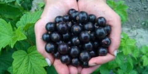 Najbolje sorte baštenske ribizle