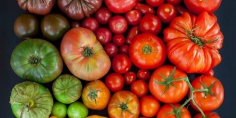 Najbolje sorte paradajza za salatu