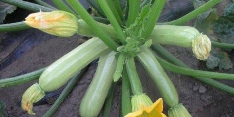 Najbolje sorte samooplodnih tikvica