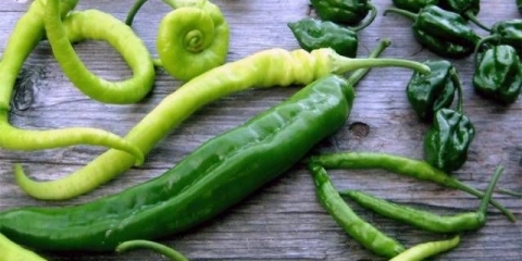 Najbolje sorte blage paprike