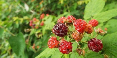 Najbolje sorte slatkih malina za ural i sibir