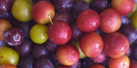 Najbolje sorte šljiva za uzgoj na vašoj lokaciji