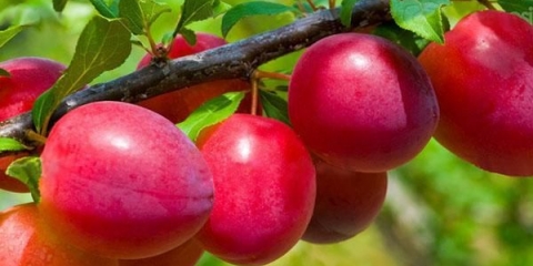 Najbolje sorte šljive za centralnu rusiju