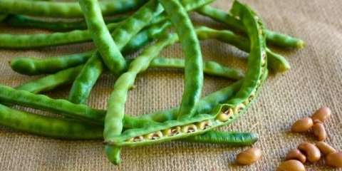 Najbolje sorte pasulja šparoga